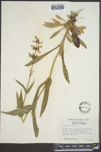 Penstemon laevigatus image