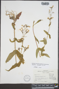 Penstemon laevigatus image