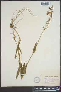 Penstemon laevigatus image