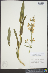 Penstemon laevigatus image