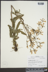 Penstemon laevigatus image