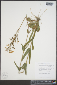 Penstemon laevigatus image