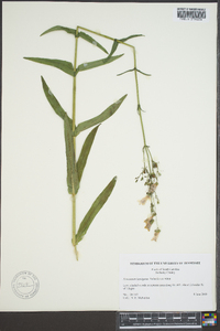 Penstemon laevigatus image