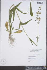 Penstemon laevigatus image