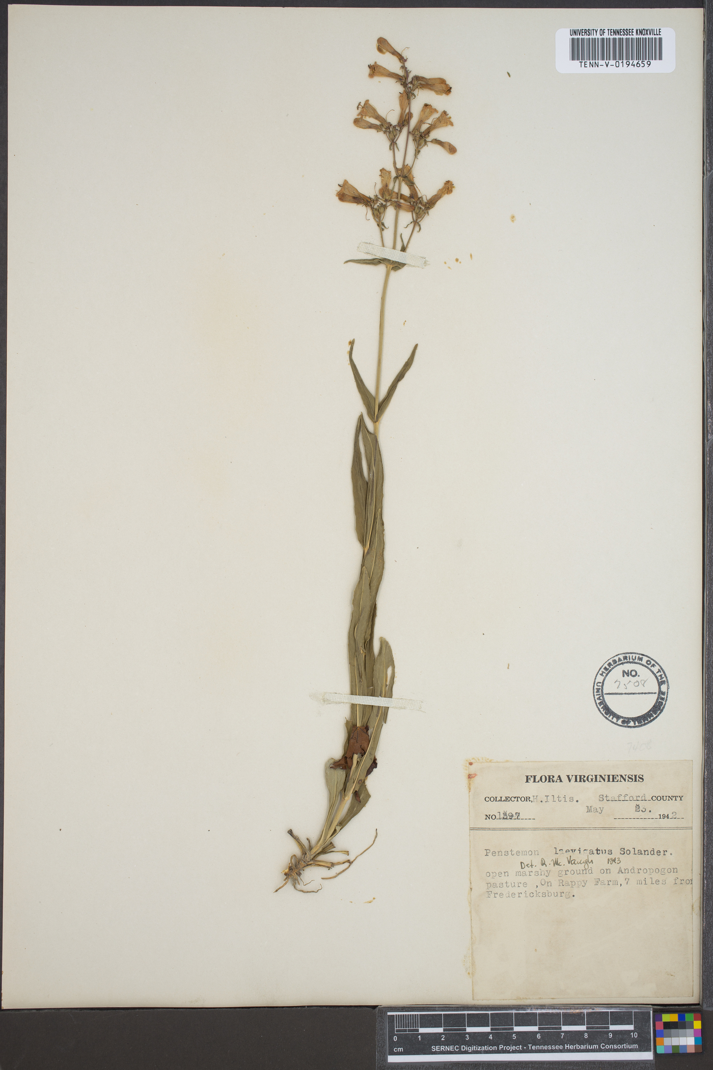 Penstemon laevigatus image