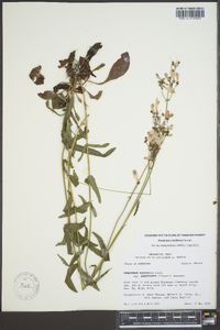 Penstemon laxiflorus image