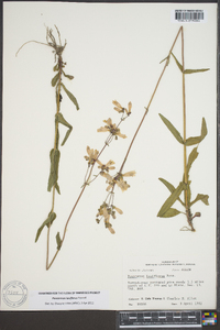 Penstemon laxiflorus image