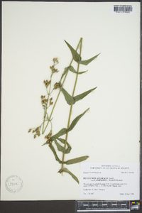 Penstemon laxiflorus image