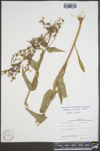 Penstemon laxiflorus image