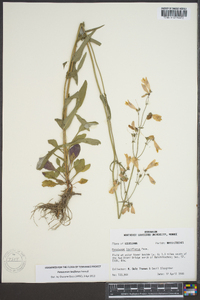 Penstemon laxiflorus image