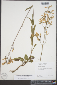 Penstemon laxiflorus image