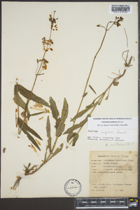 Penstemon laxiflorus image