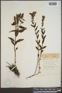 Penstemon lyallii image