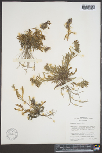 Penstemon miser image