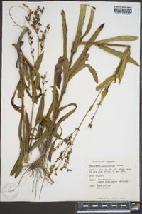 Penstemon multiflorus image