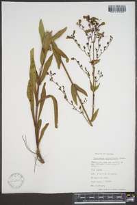 Penstemon multiflorus image