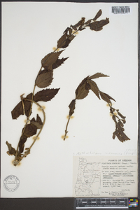 Penstemon nemorosus image