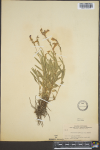 Penstemon radicosus image