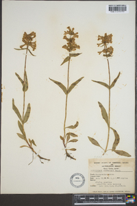 Penstemon rydbergii image