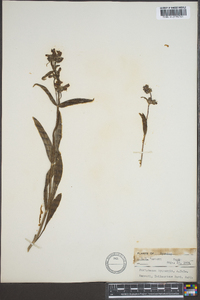 Penstemon rydbergii image