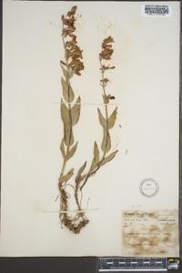 Penstemon secundiflorus image