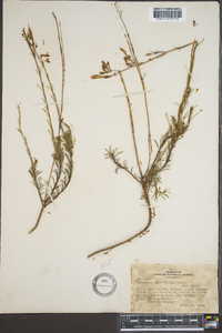 Penstemon pinifolius image