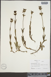 Penstemon procerus image