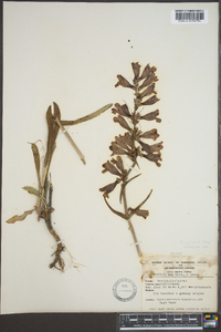 Penstemon speciosus image