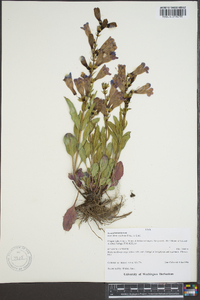 Penstemon speciosus image