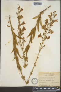 Penstemon spectabilis image