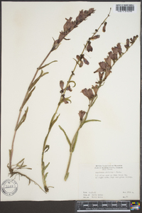 Penstemon strictus image