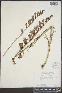 Penstemon strictus image