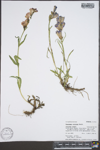 Penstemon strictus image