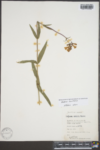 Penstemon tenuiflorus image