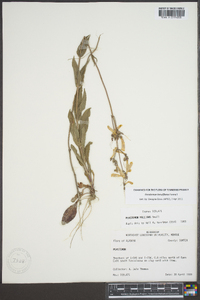 Penstemon tenuiflorus image