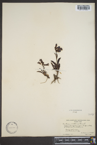 Penstemon uintahensis image