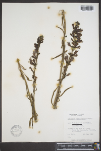 Penstemon uintahensis image