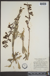 Penstemon utahensis image