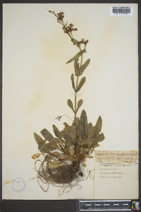 Penstemon virens image