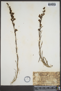 Penstemon virgatus image