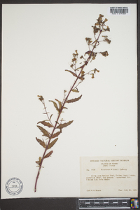 Penstemon wilcoxii image