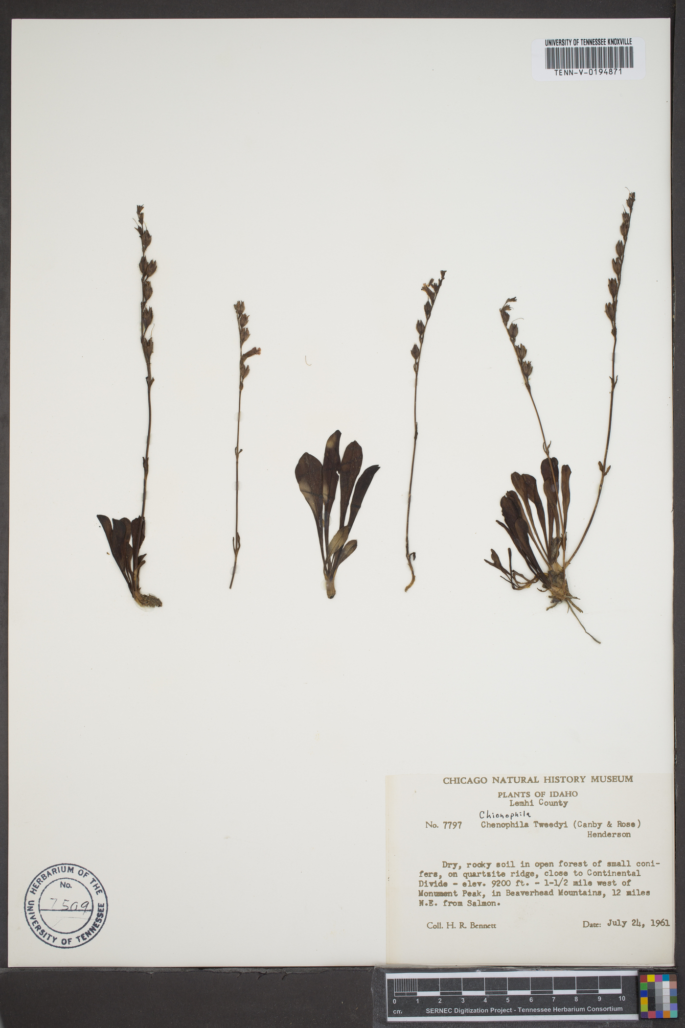 Chionophila tweedyi image