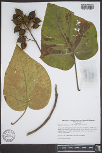 Paulownia tomentosa image