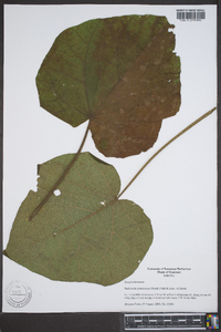 Paulownia tomentosa image