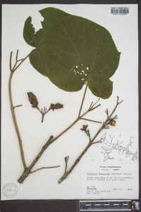 Paulownia tomentosa image