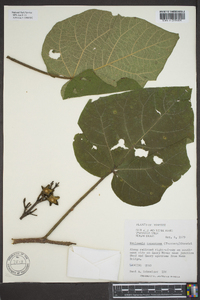 Paulownia tomentosa image