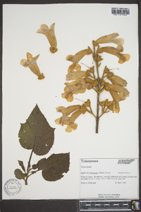 Paulownia tomentosa image