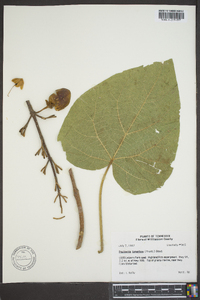 Paulownia tomentosa image