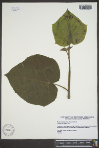 Paulownia tomentosa image