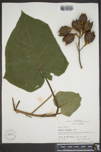 Paulownia tomentosa image